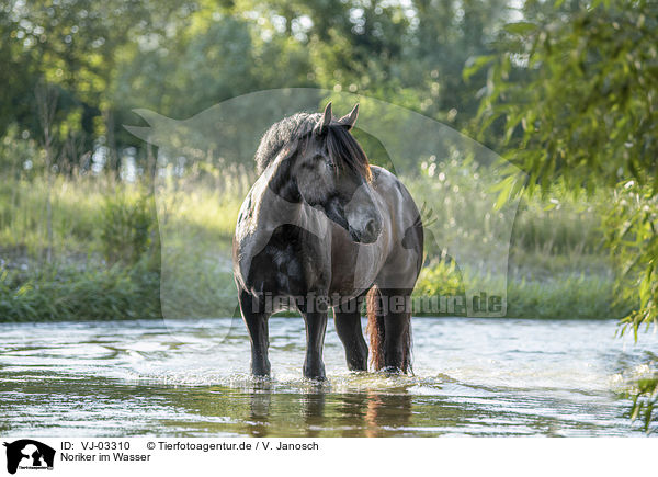 Noriker im Wasser / Noriker Horse in the water / VJ-03310
