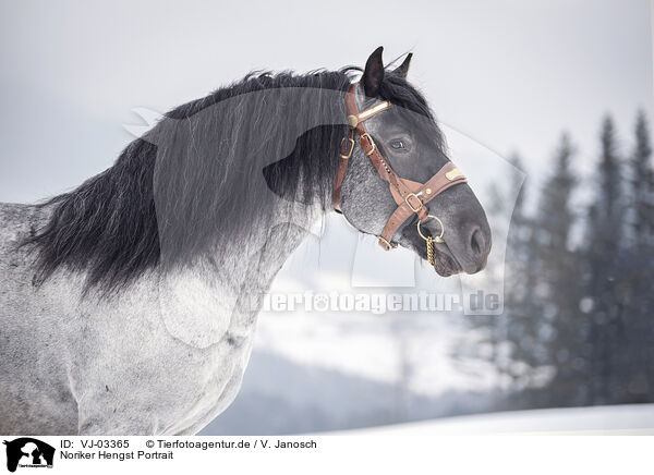 Noriker Hengst Portrait / VJ-03365