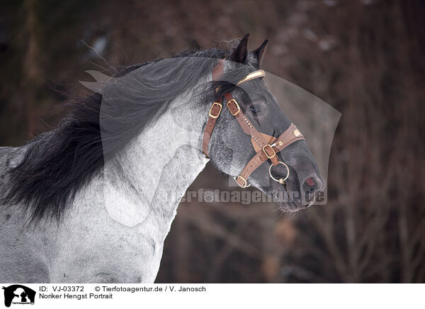 Noriker Hengst Portrait / Noriker Horse Stallion Portrait / VJ-03372