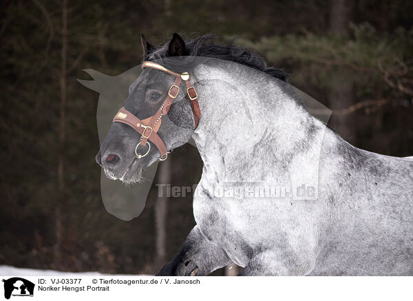 Noriker Hengst Portrait / Noriker Horse Stallion Portrait / VJ-03377