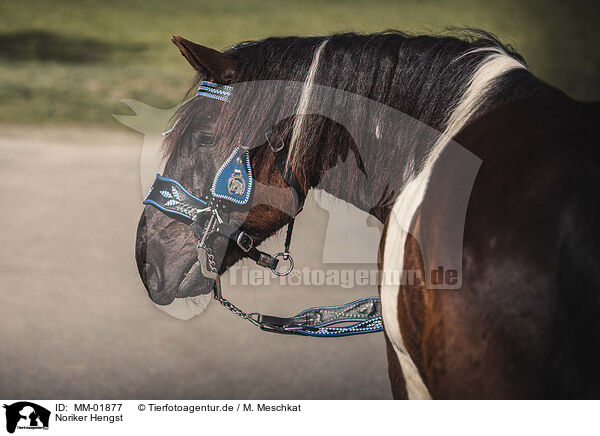 Noriker Hengst / Noriker stallion / MM-01877