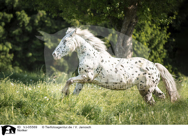 Noriker / Noriker Horse / VJ-05569