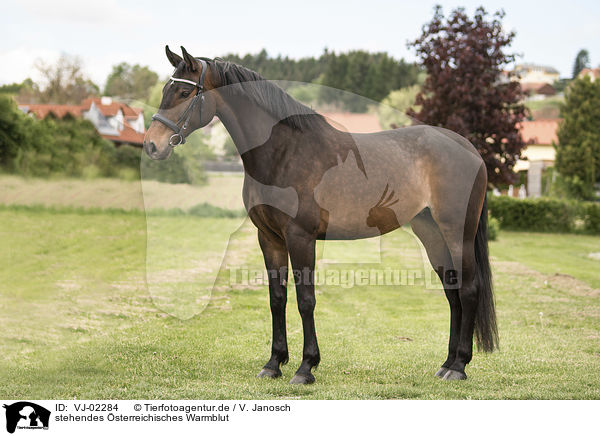 stehendes sterreichisches Warmblut / VJ-02284