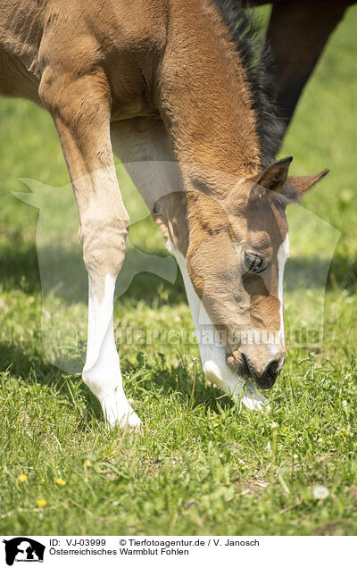 sterreichisches Warmblut Fohlen / VJ-03999