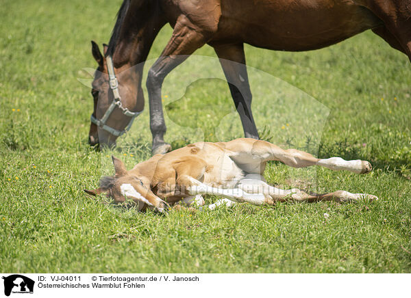 sterreichisches Warmblut Fohlen / Austrian warmblood foal / VJ-04011