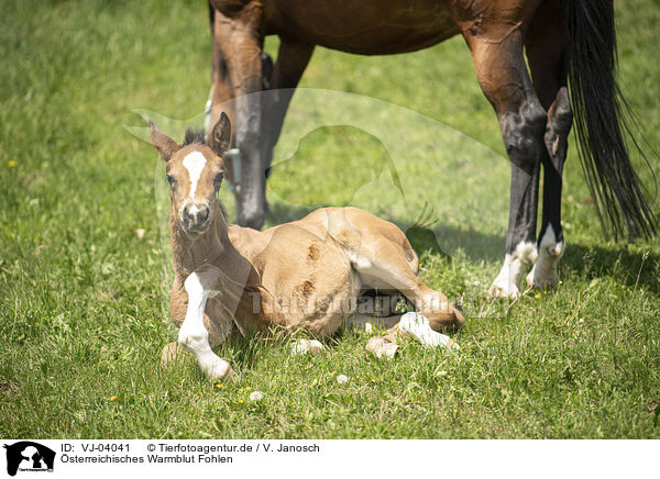 sterreichisches Warmblut Fohlen / VJ-04041