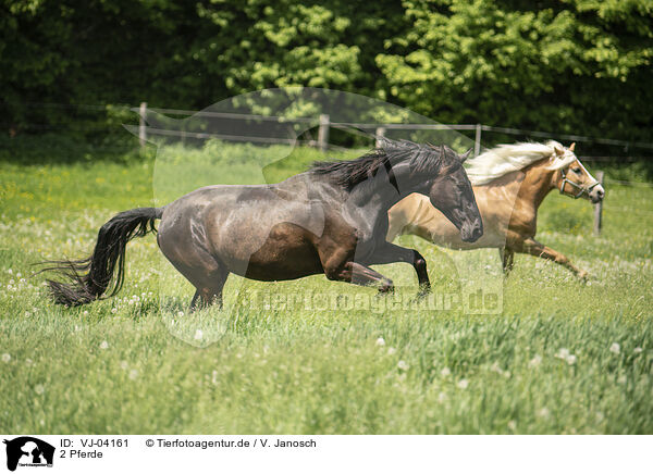 2 Pferde / 2 horses / VJ-04161