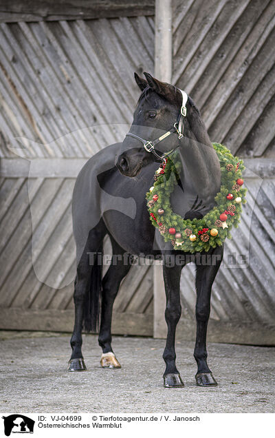 sterreichisches Warmblut / Austrian warmblood / VJ-04699