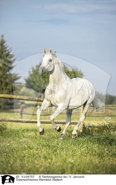 sterreichisches Warmblut Wallach / VJ-04757