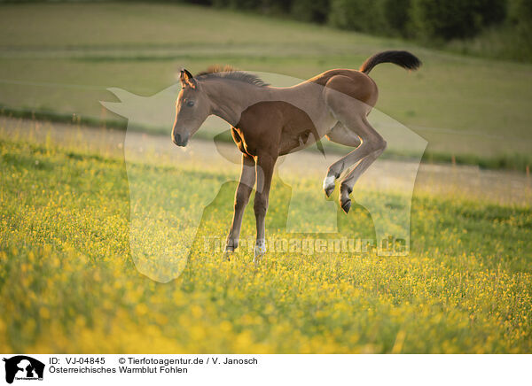 sterreichisches Warmblut Fohlen / VJ-04845