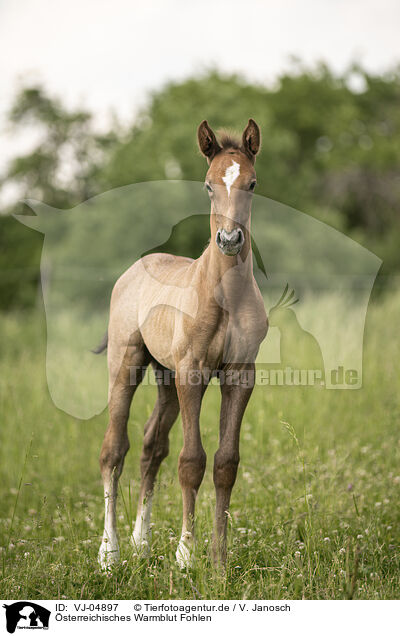 sterreichisches Warmblut Fohlen / Austrian warmblood foal / VJ-04897