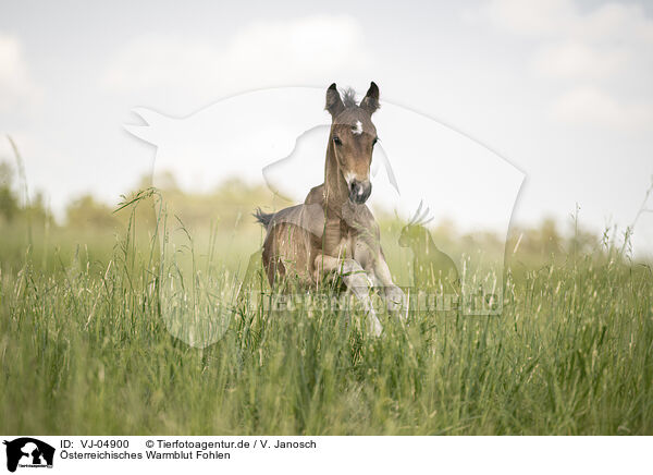 sterreichisches Warmblut Fohlen / Austrian warmblood foal / VJ-04900