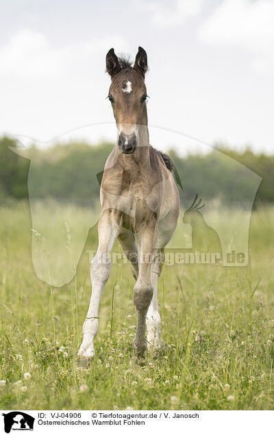 sterreichisches Warmblut Fohlen / Austrian warmblood foal / VJ-04906