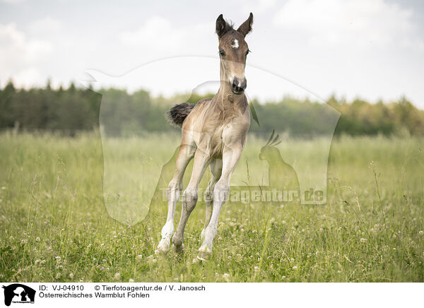 sterreichisches Warmblut Fohlen / Austrian warmblood foal / VJ-04910