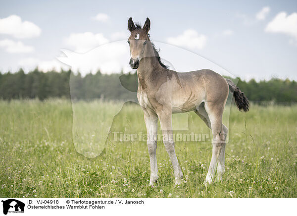 sterreichisches Warmblut Fohlen / Austrian warmblood foal / VJ-04918