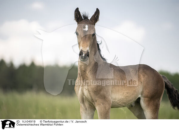 sterreichisches Warmblut Fohlen / Austrian warmblood foal / VJ-04919
