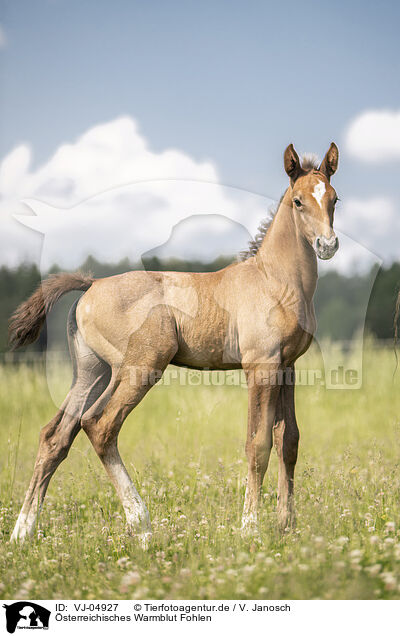 sterreichisches Warmblut Fohlen / Austrian warmblood foal / VJ-04927