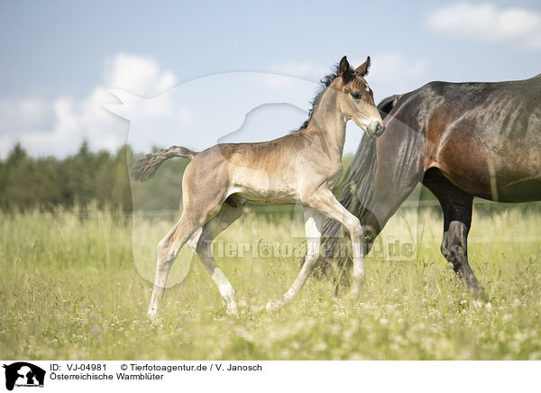 sterreichische Warmblter / VJ-04981