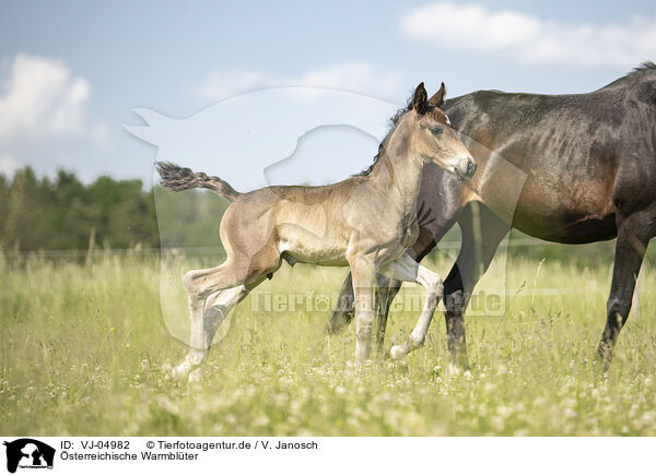 sterreichische Warmblter / Austrian warmbloods / VJ-04982