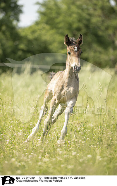 sterreichisches Warmblut Fohlen / VJ-04989