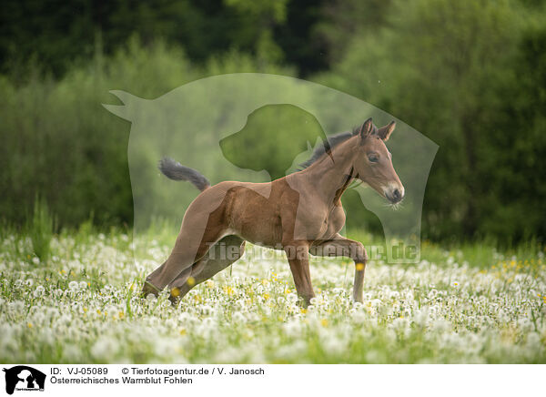 sterreichisches Warmblut Fohlen / Austrian warmblood foal / VJ-05089