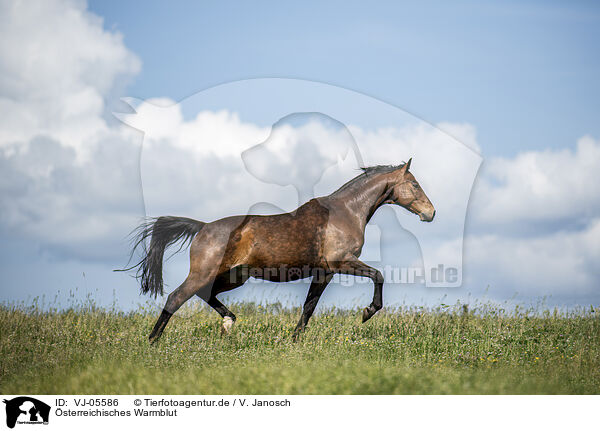 sterreichisches Warmblut / Austrian Warmblood / VJ-05586