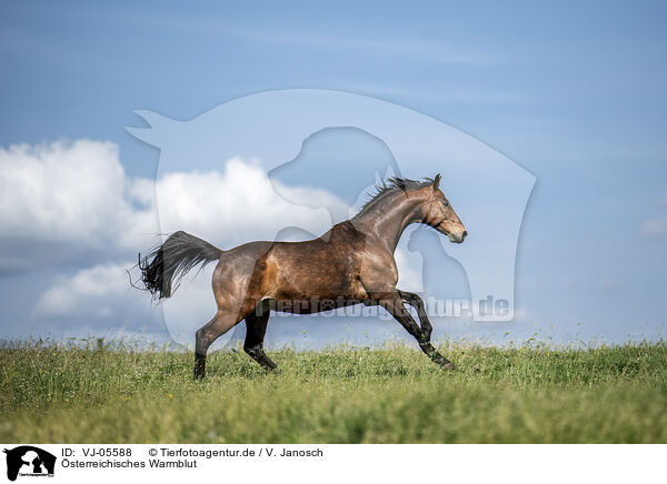 sterreichisches Warmblut / VJ-05588