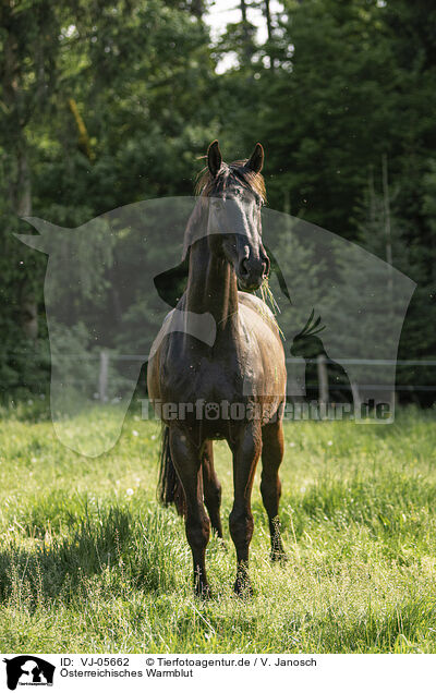 sterreichisches Warmblut / VJ-05662