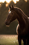 sterreichisches Warmblut Portrait