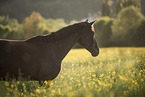 sterreichisches Warmblut Portrait