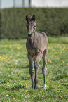 sterreichisches Warmblut Fohlen