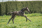 sterreichisches Warmblut Fohlen