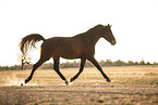 trabender sterreichisches Warmblut