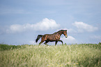 sterreichisches Warmblut