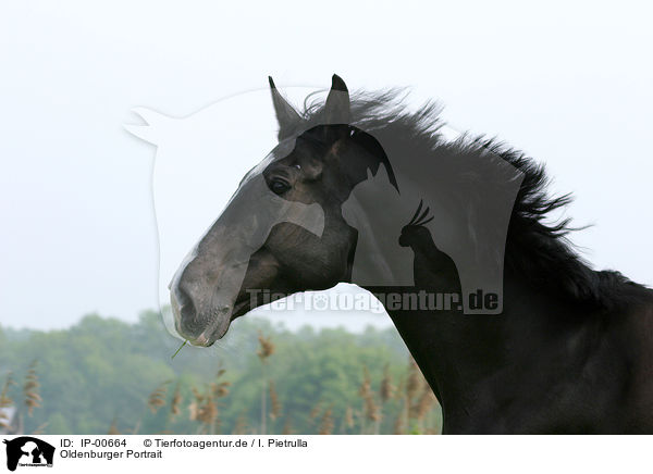Oldenburger Portrait / Oldenburg horse Portrait / IP-00664