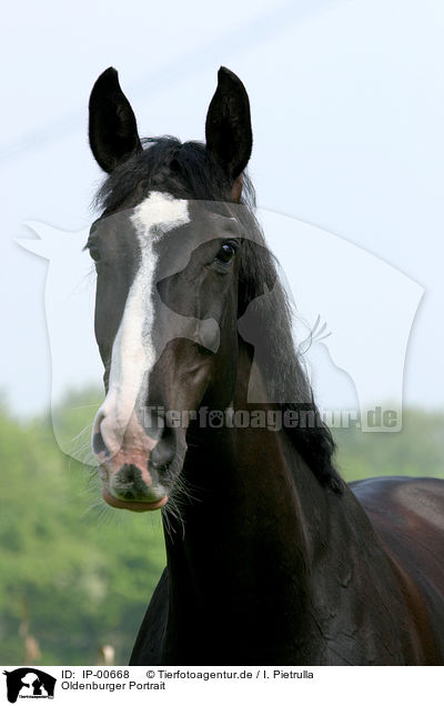 Oldenburger Portrait / Oldenburg horse Portrait / IP-00668