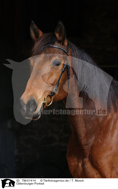 Oldenburger Portrait / brown horse / TM-01414