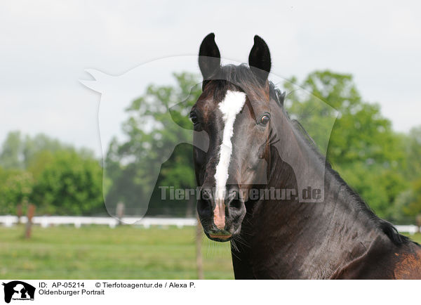 Oldenburger Portrait / Oldenburg Horse Portrait / AP-05214