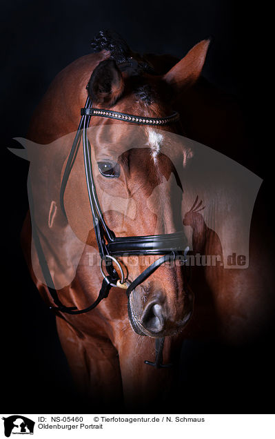 Oldenburger Portrait / Oldenburg Horse portait / NS-05460