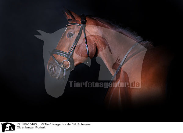 Oldenburger Portrait / Oldenburg Horse portait / NS-05463