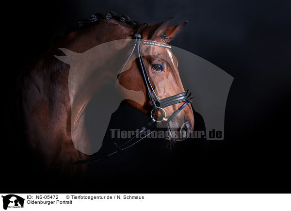 Oldenburger Portrait / Oldenburg Horse portait / NS-05472