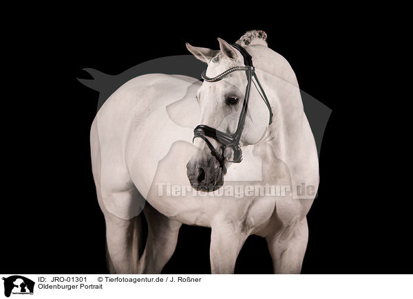 Oldenburger Portrait / Oldenburg Horse Portrait / JRO-01301