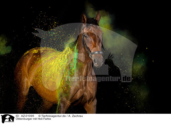 Oldenburger mit Holi Farbe / Oldenburg Horse with holi colour / AZ-01095