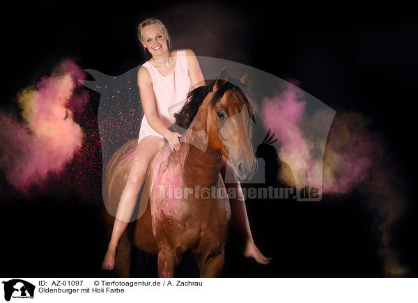 Oldenburger mit Holi Farbe / Oldenburg Horse with holi colour / AZ-01097