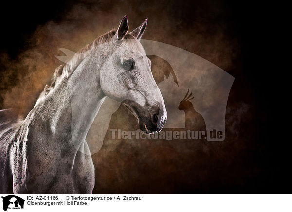 Oldenburger mit Holi Farbe / Oldenburg Horse with holi colour / AZ-01166
