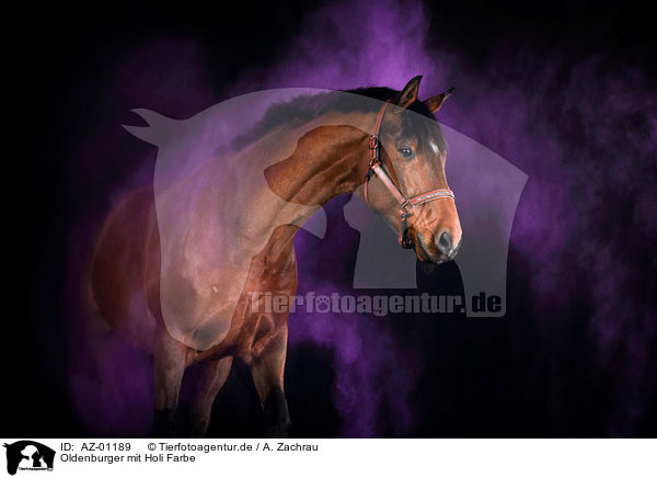 Oldenburger mit Holi Farbe / Oldenburg Horse with holi colour / AZ-01189