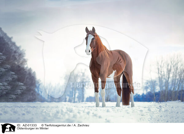 Oldenburger im Winter / Oldenburg horse in the winter / AZ-01333