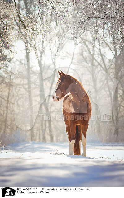 Oldenburger im Winter / Oldenburg horse in the winter / AZ-01337