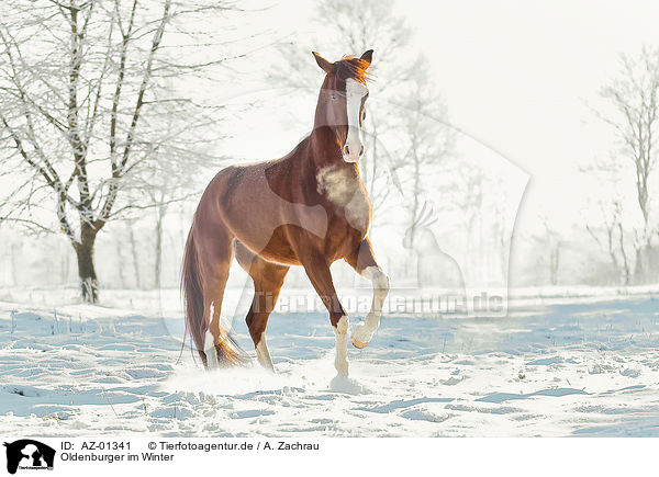 Oldenburger im Winter / Oldenburg horse in the winter / AZ-01341