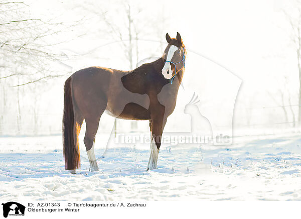 Oldenburger im Winter / Oldenburg horse in the winter / AZ-01343